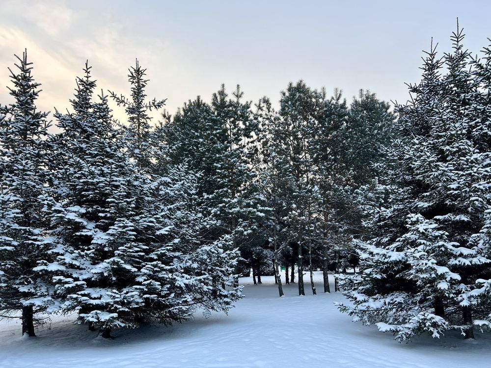 Заснеженные ели