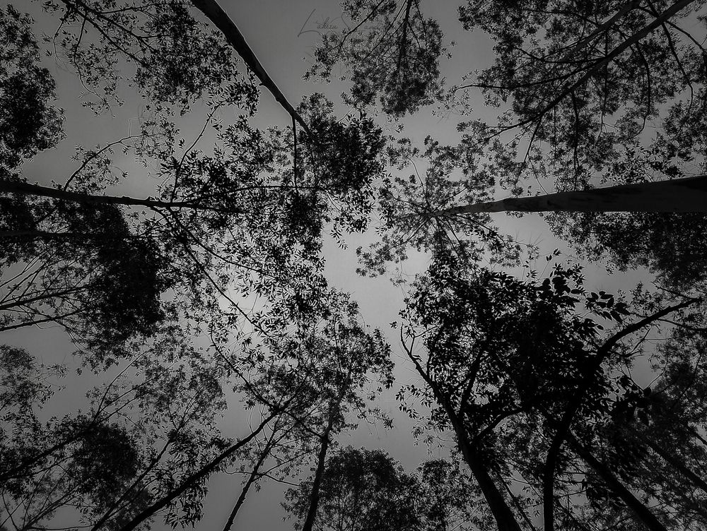 Photograph by lahiru sandaruwan