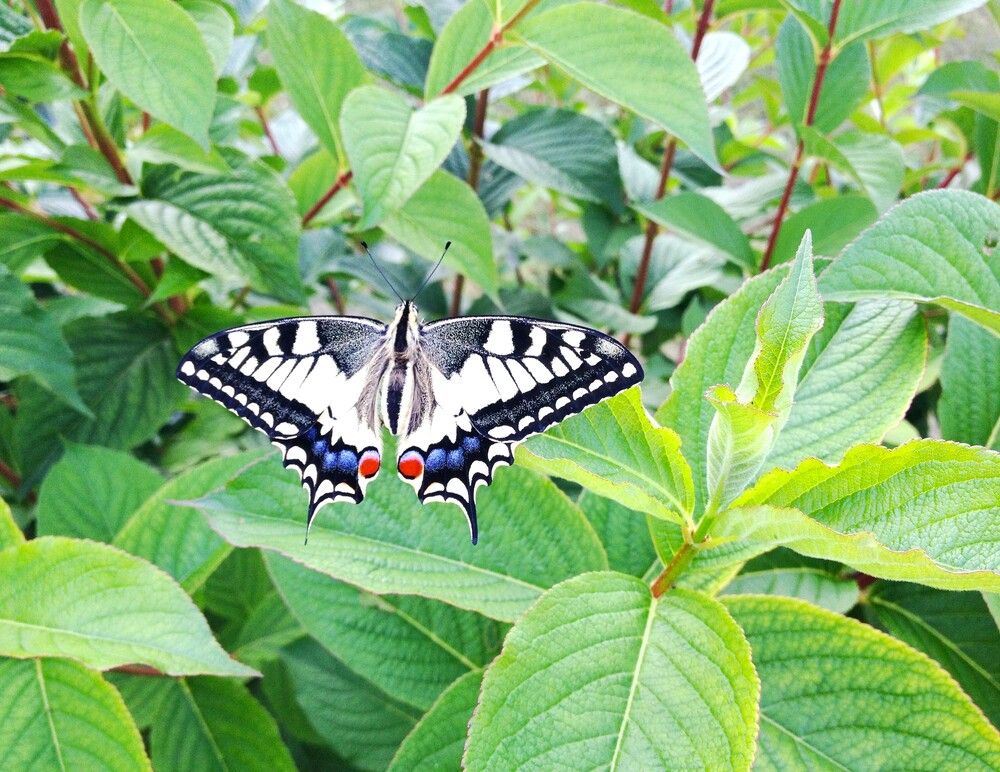 Papilio Machaon