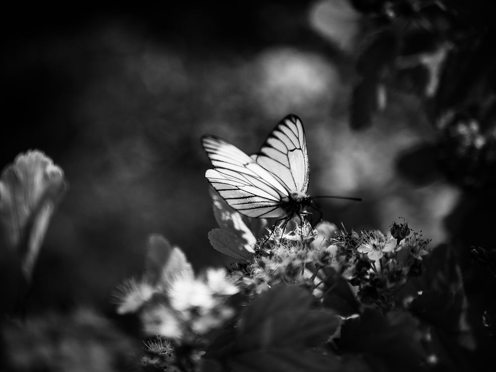 Photograph by Елена Берсенёва