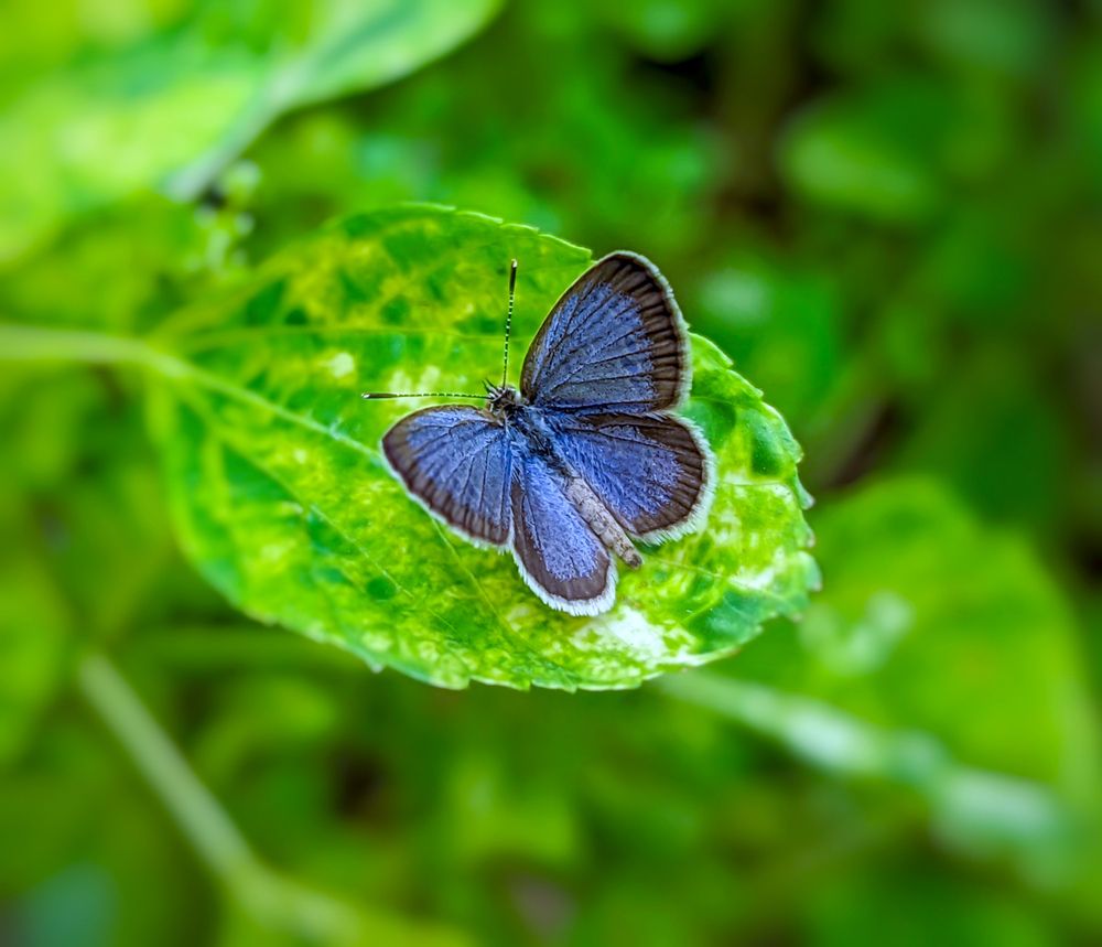 Фотография автора SARAVANA MANICKAM