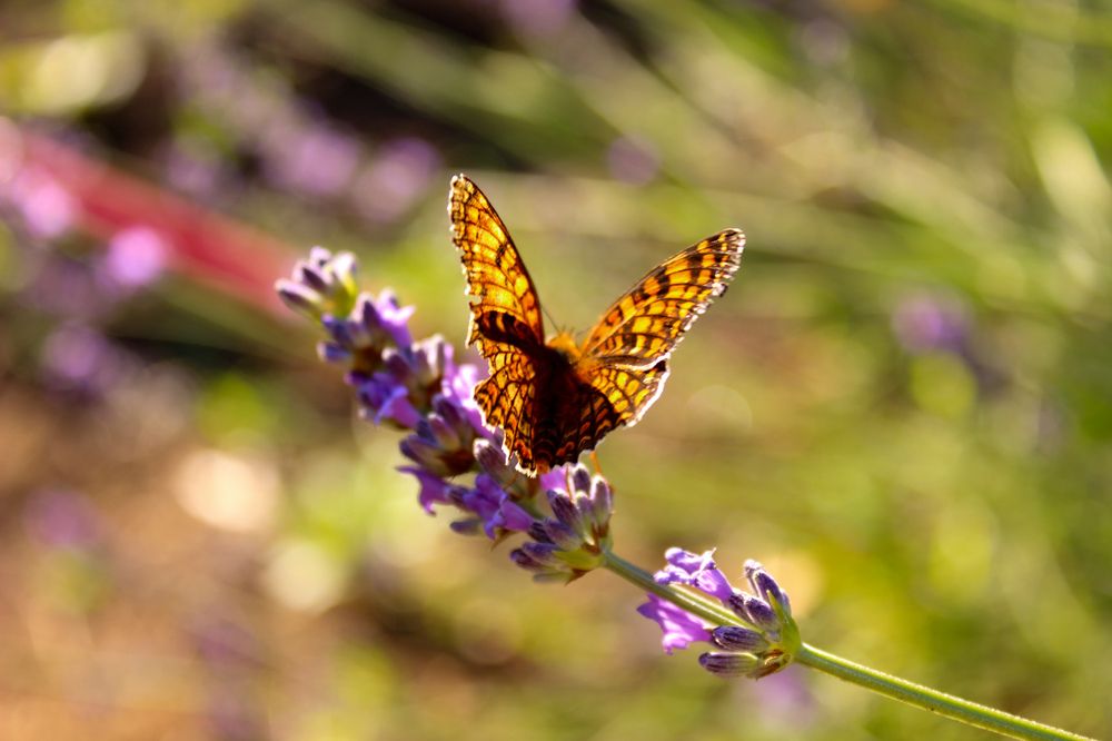 Photograph by Ирина Дмитриенко
