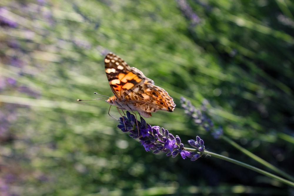 Photograph by Ирина Дмитриенко