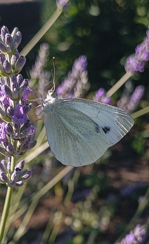 Photograph by Ирина Дмитриенко