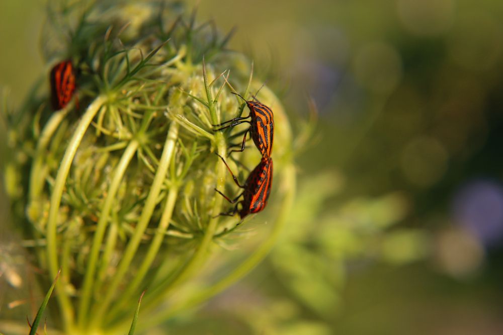 Photograph by Ирина Дмитриенко