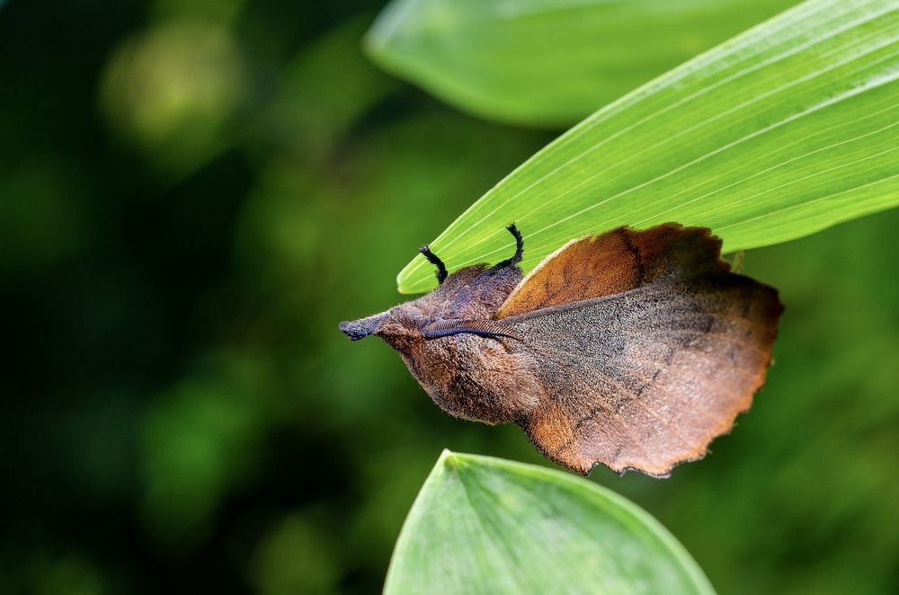 Сухой лист.