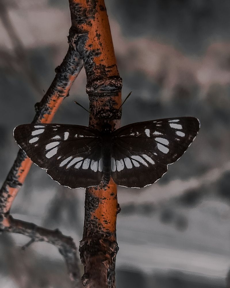 Photograph by Александра Петрова