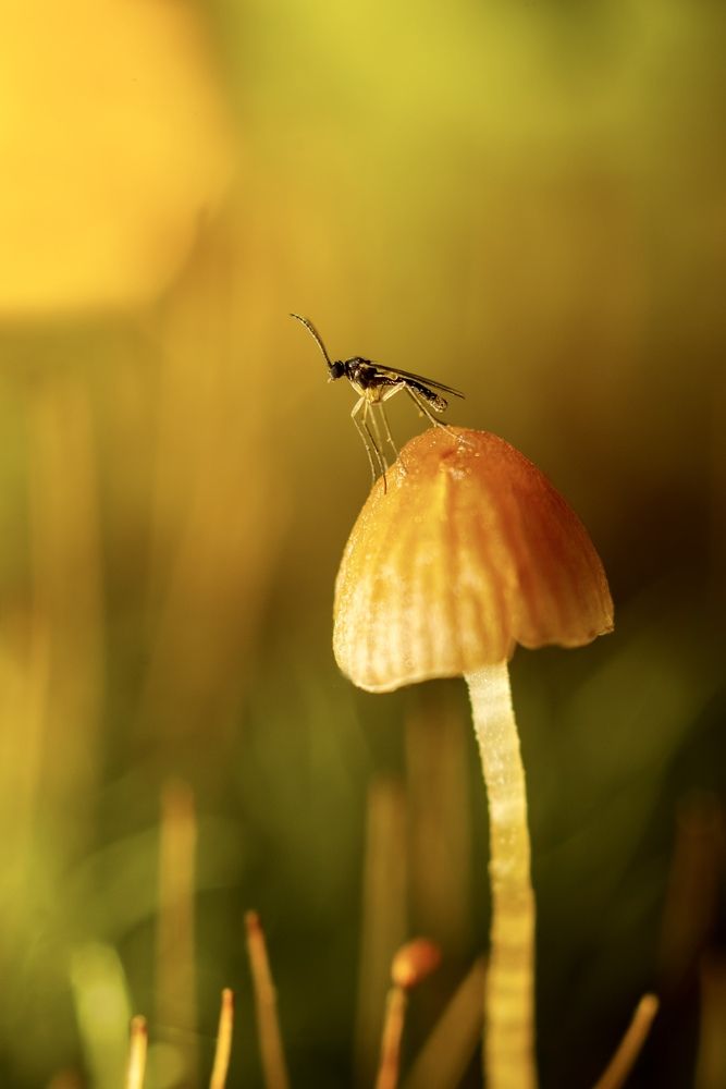 Супергерой.