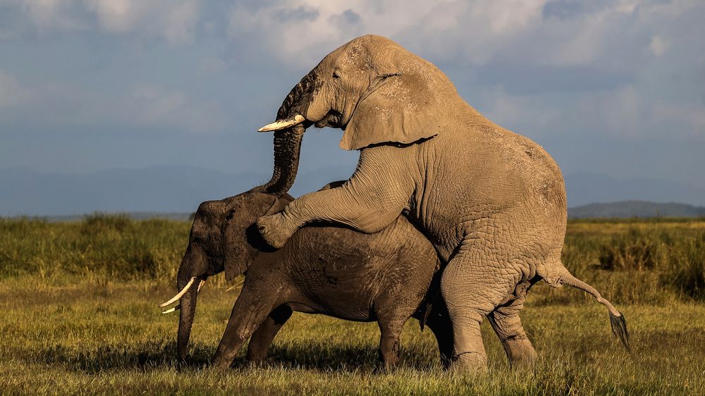 Honeymoon of the giants!