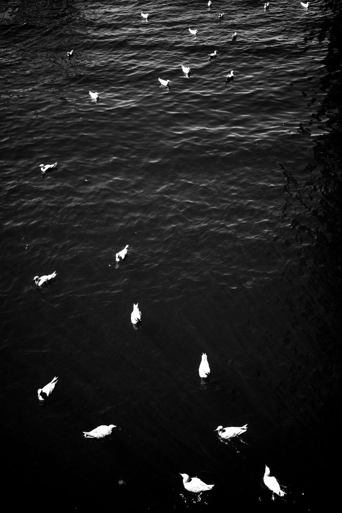 Seagulls at Seattle ferry terminal