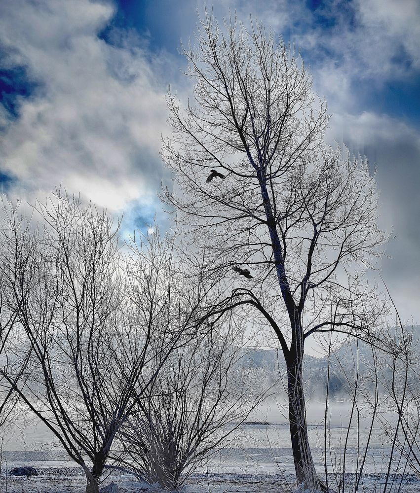 Photo #11925113