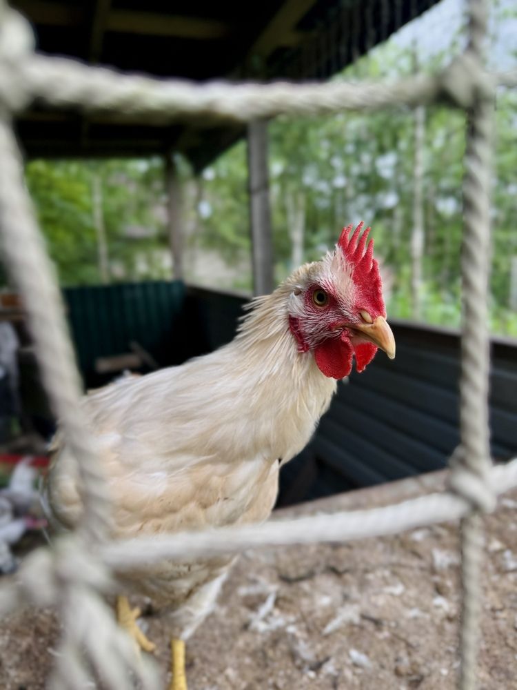 Петушок Петя