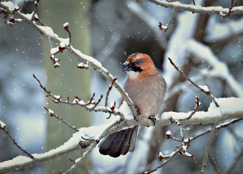 Фотография автора Алла Кожевникова