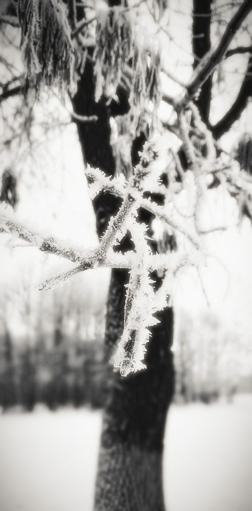 Photograph by Mishel Photographer