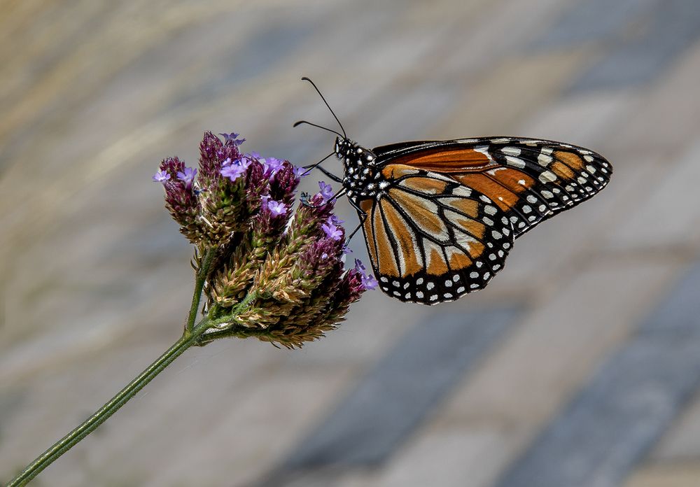 Фотография автора Marina Martorelli