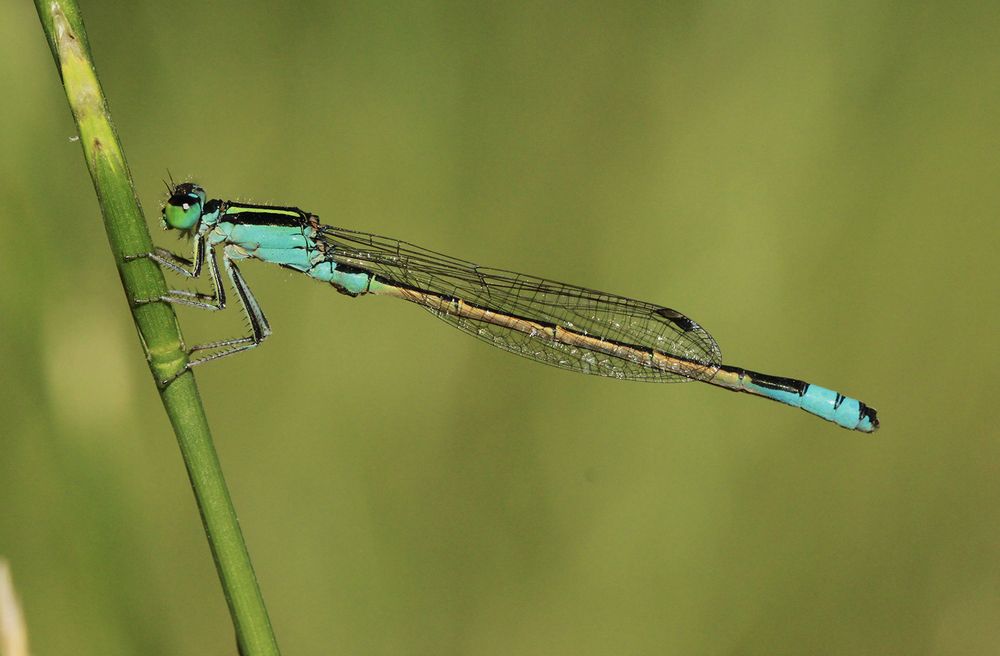Фотография автора Marina Martorelli