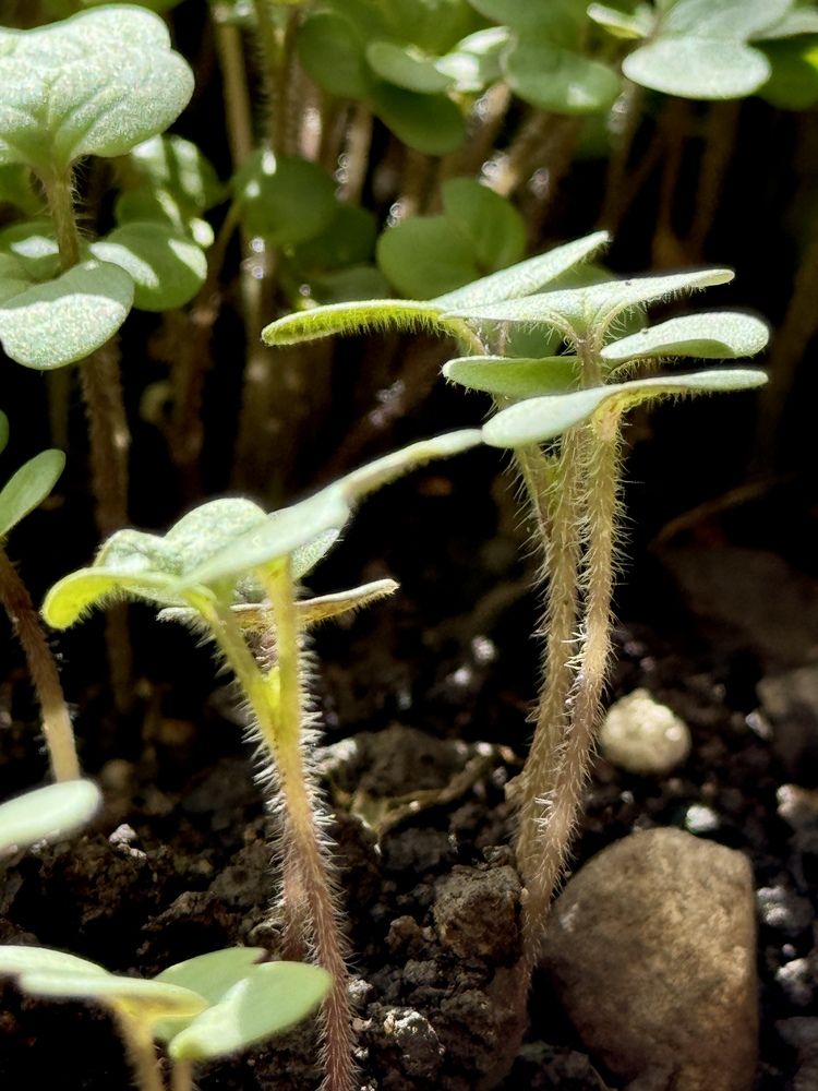 Ворсистая горчица