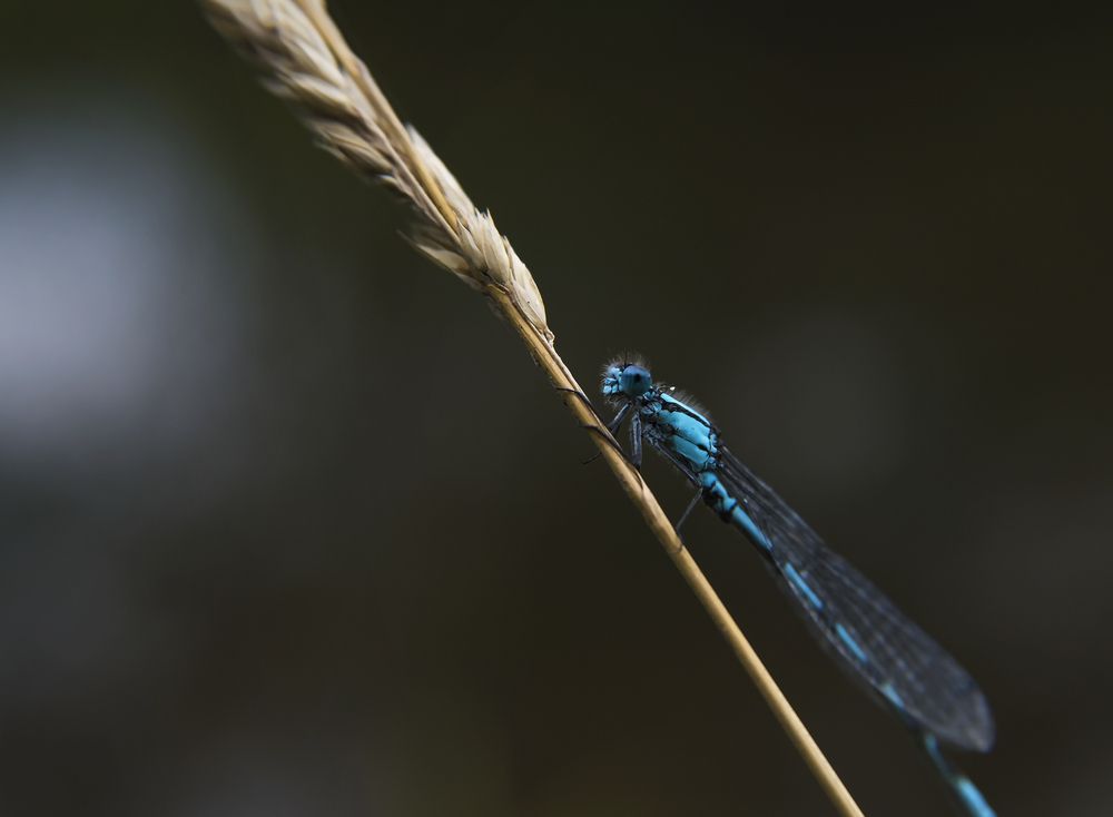 Photograph by Наталья Дроздова