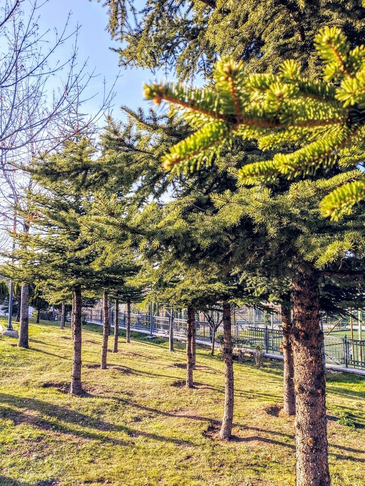 Фотография автора Wahib Ul Malik