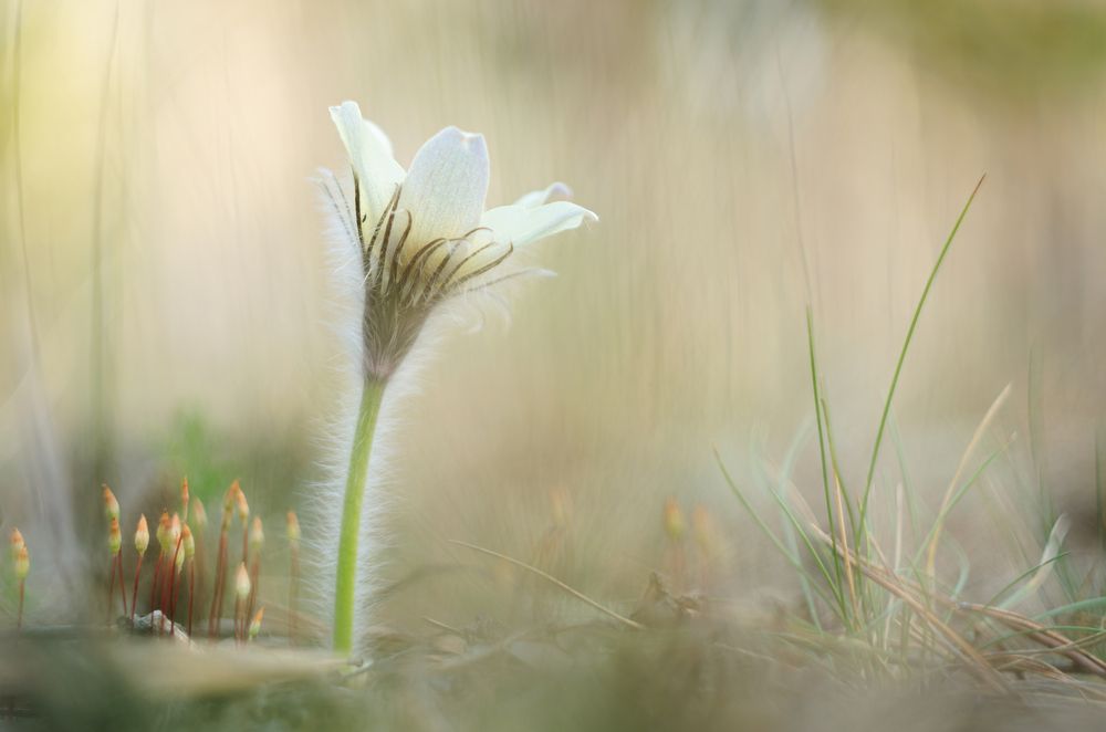 Первые / The Firsts