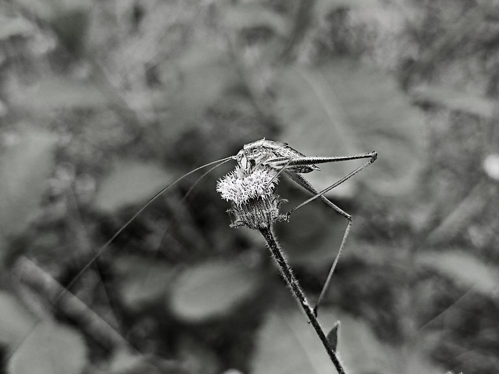 Photograph by Dilip kumar J Jdk