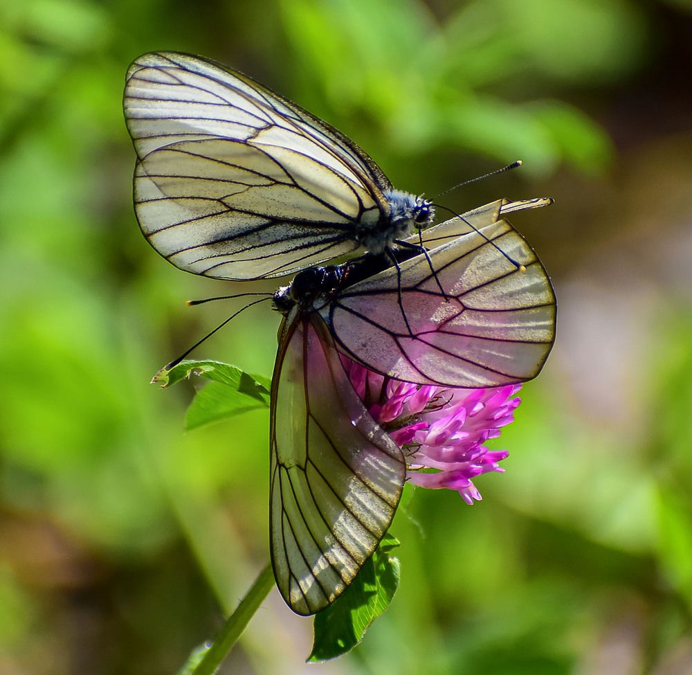 Любовь и бабочки