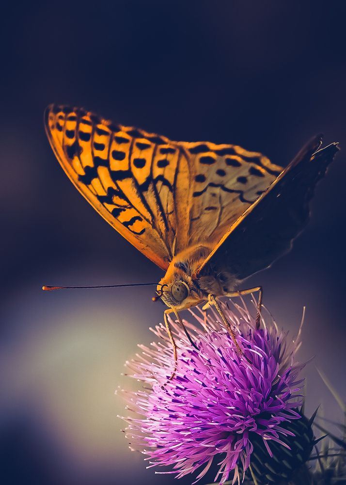 Butterfly in darkness