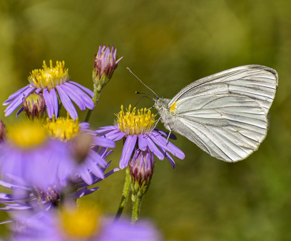 Сладкий нектар
