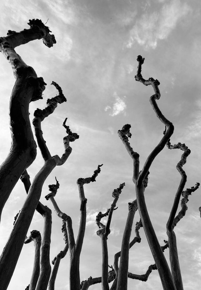 Photograph by Аlina BRAZIUL