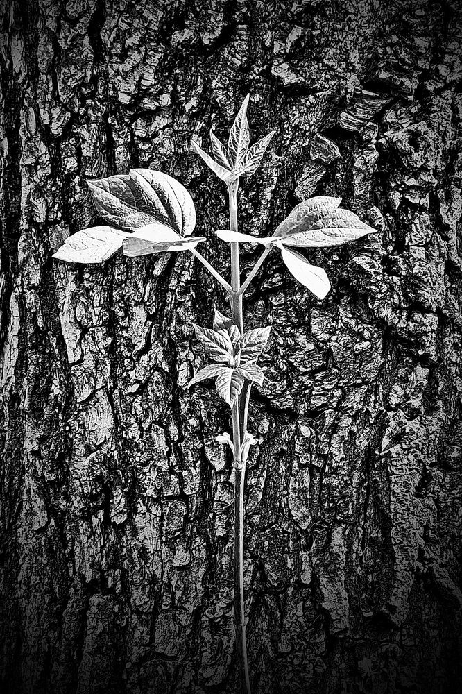 Photograph by Владимир Перетягин