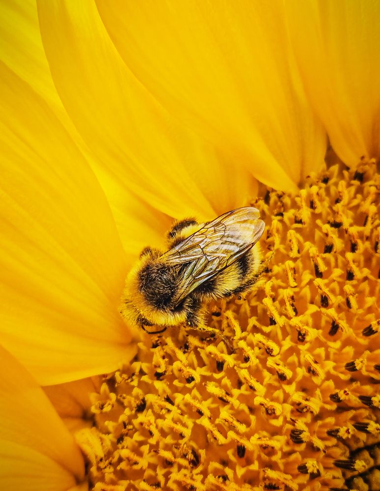 Фотография автора Елена Кабенкина