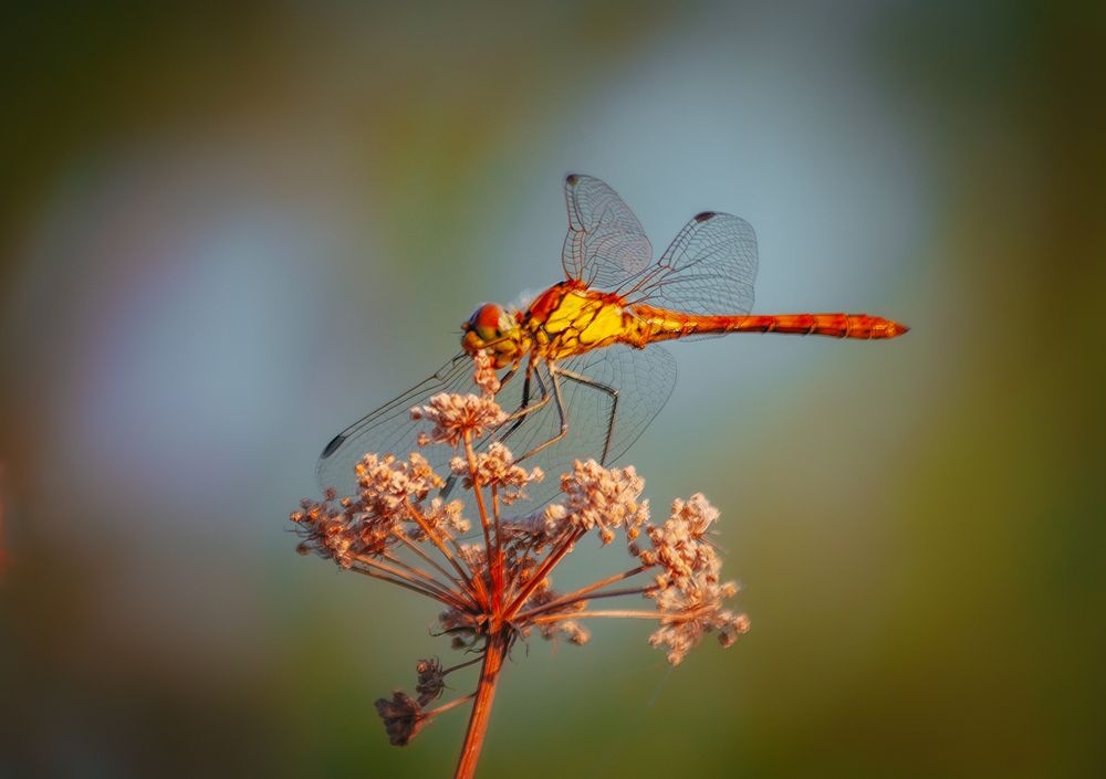 Photograph by Ольга Глущенко