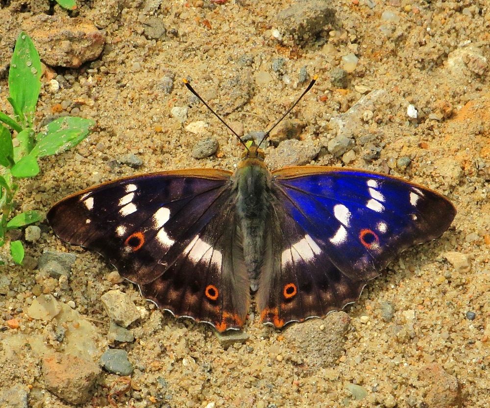 Переливница тополевая