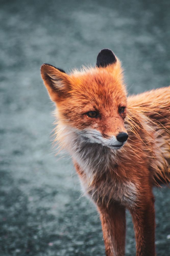 Фотография автора Денис Мартыновский