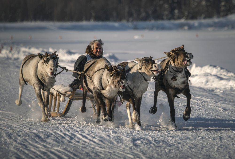Веселые олени