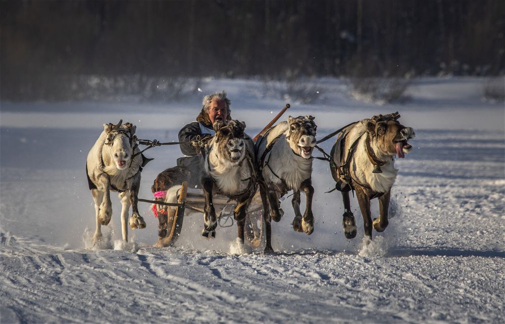 Reindeer sleigh racing