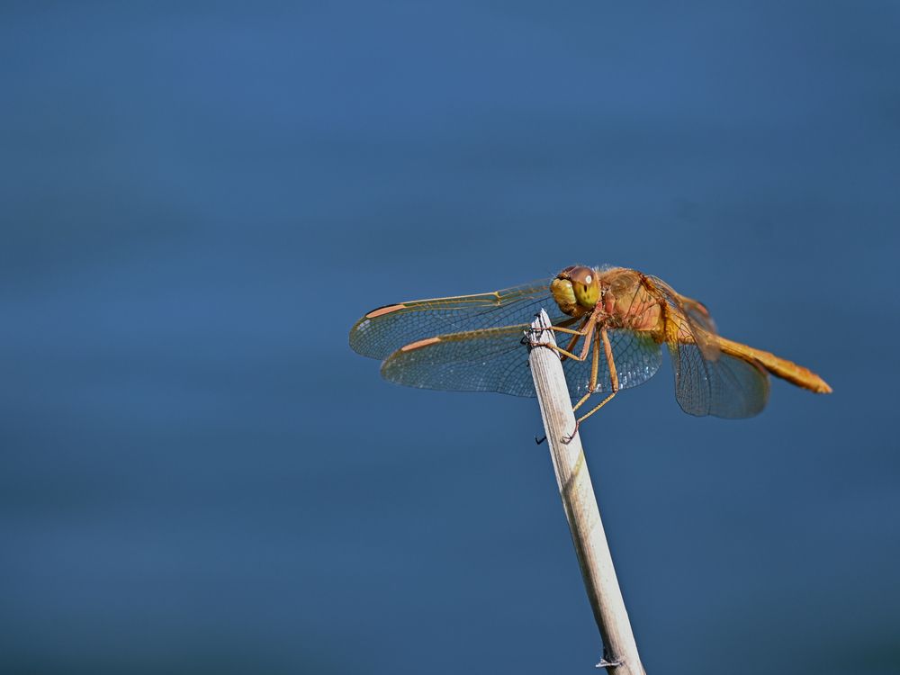 Фотография автора Барышева Надежда
