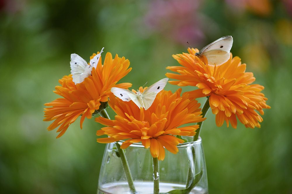 Photograph by Соколова Елена