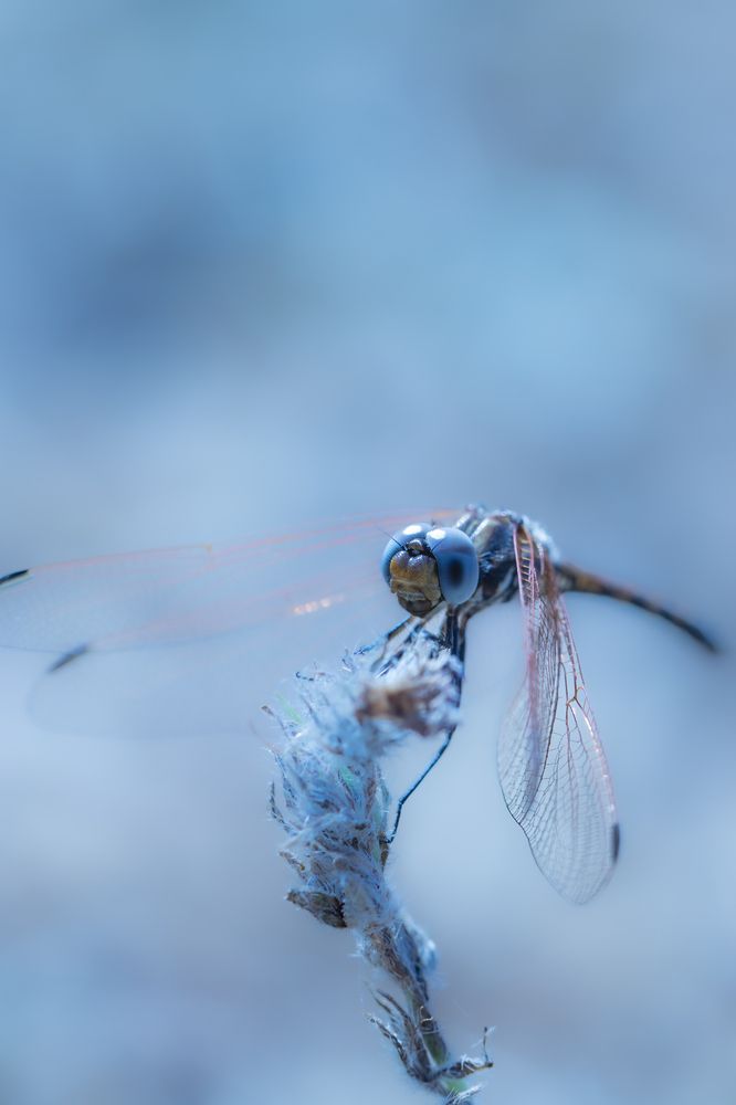 Photograph by Aída Torres