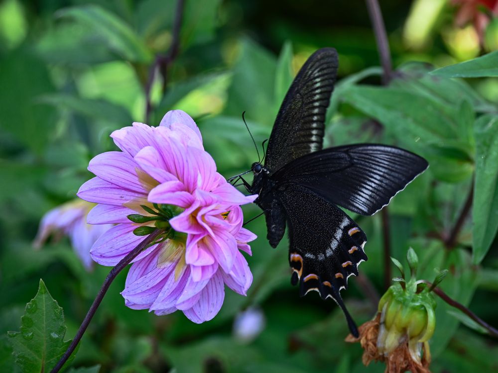 Фотография автора Барышева Надежда