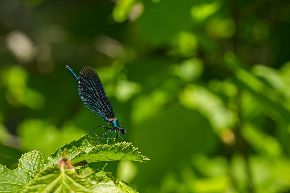 Photograph by Valdis Serzhans