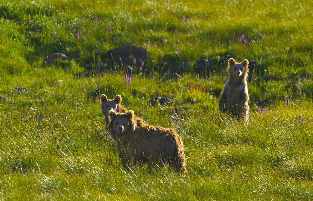 Cute Himalayan Bear Family