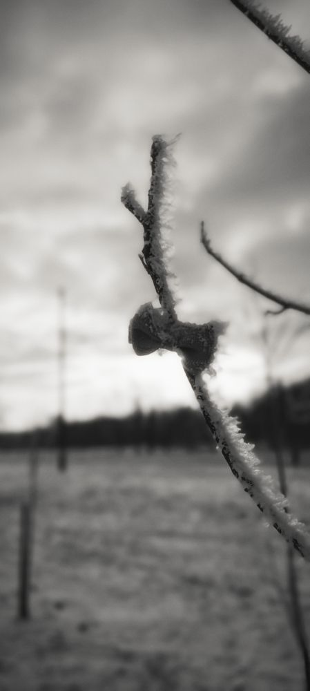 Photograph by Mishel Photographer