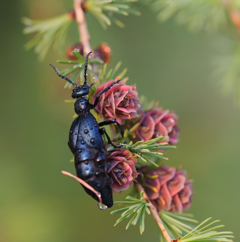 Photograph by Евгения Левина
