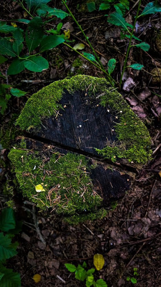 Природа побеждает