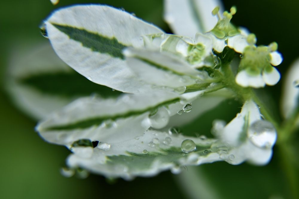 Капля-жемчужина