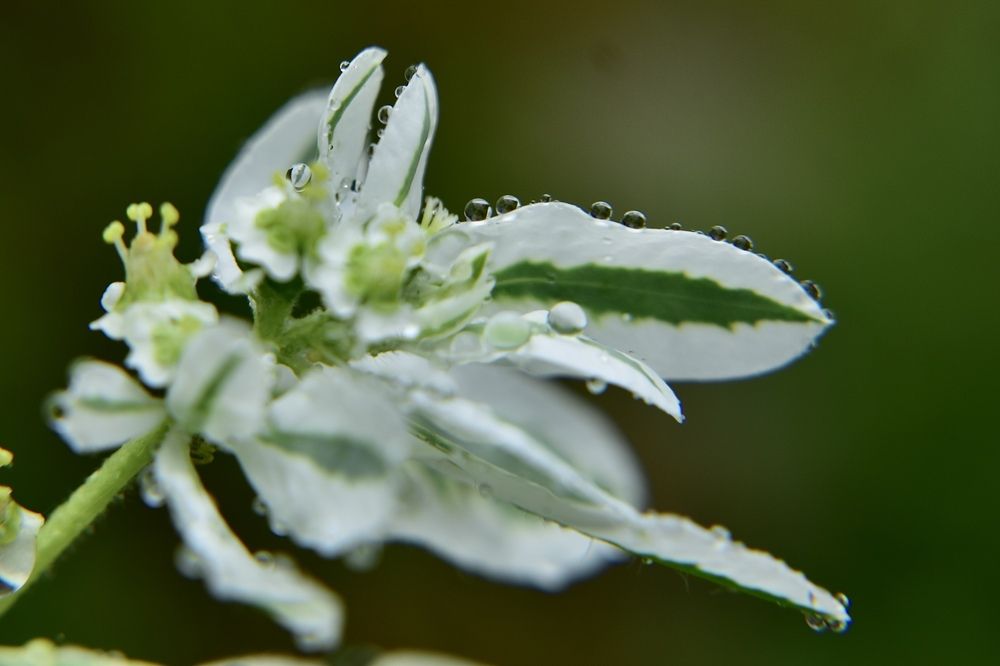 Капли дождя