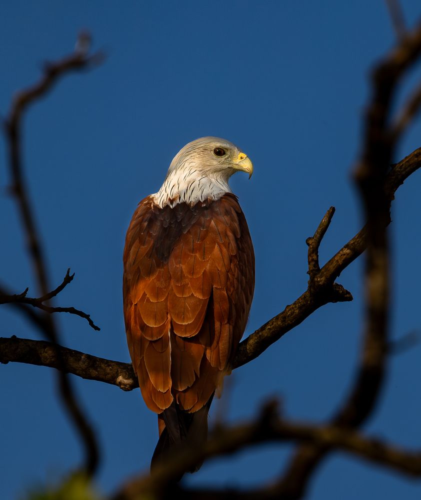 Photograph by MUKESH RAJAN S