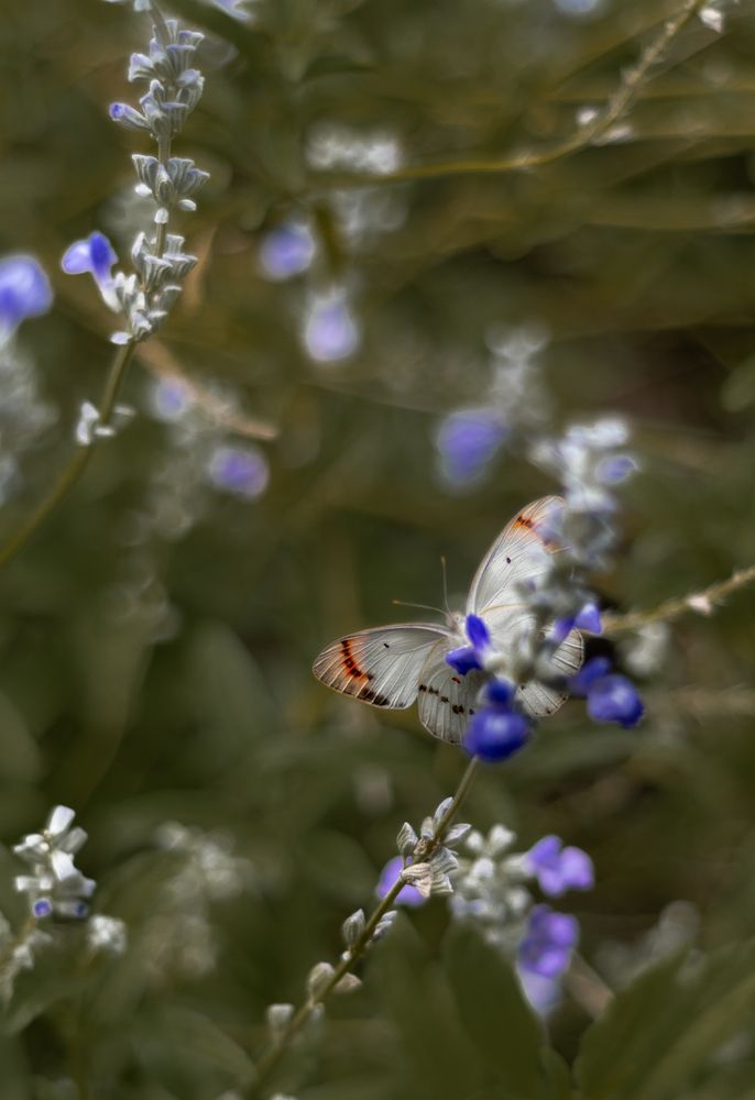 Фотография автора Anna Shchurok