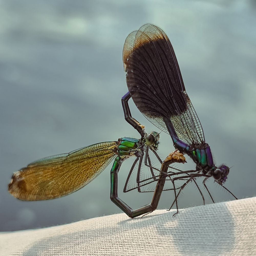 Photograph by Максим Фролов